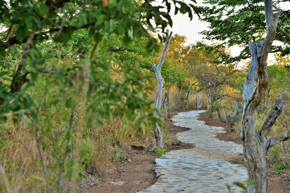 Chalets are dotted through the bush and connected by pathways at Wildtrack Safari Eco lodge