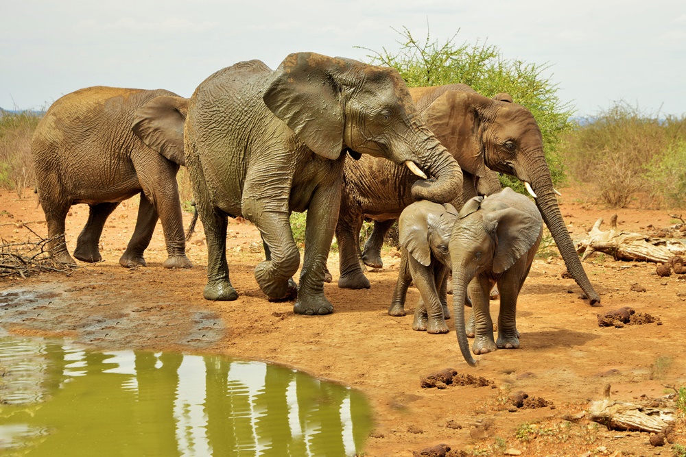 Elephant are frequent visitors to Wildtrack Safari Eco lodge water hole