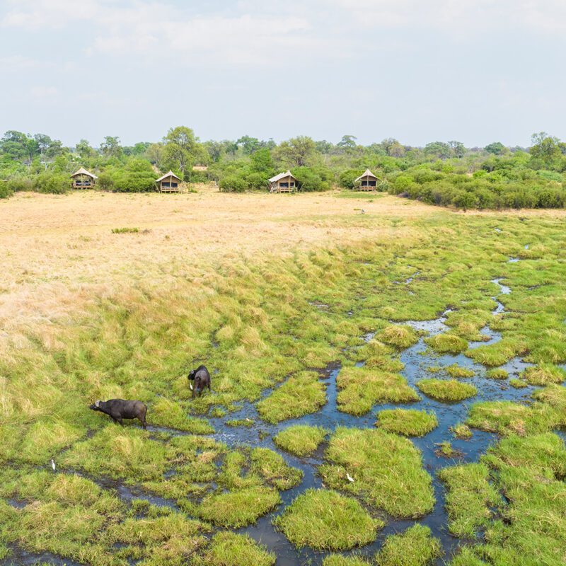 The Pack Camp Khwai aerial buffalo