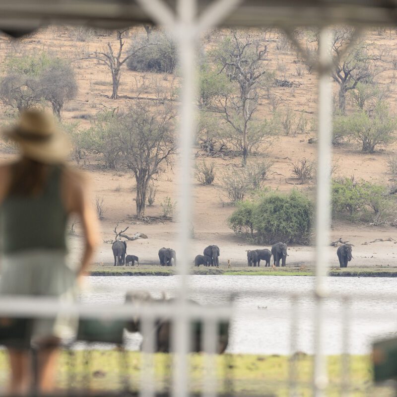The Pack Jackalberry Safaris