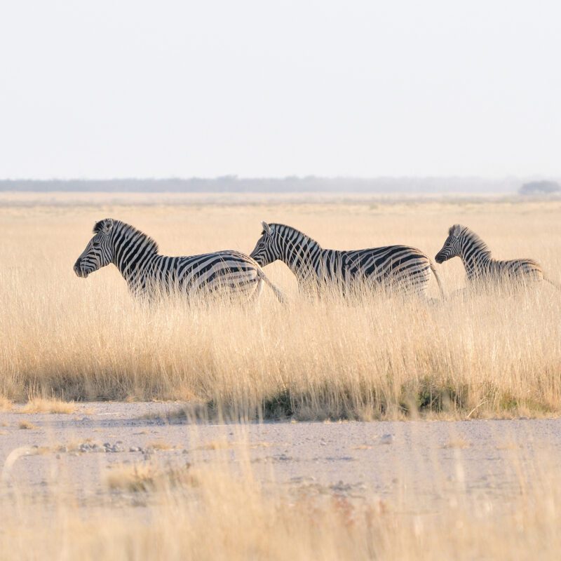 The Pack Makgadikgadi Pan zebra