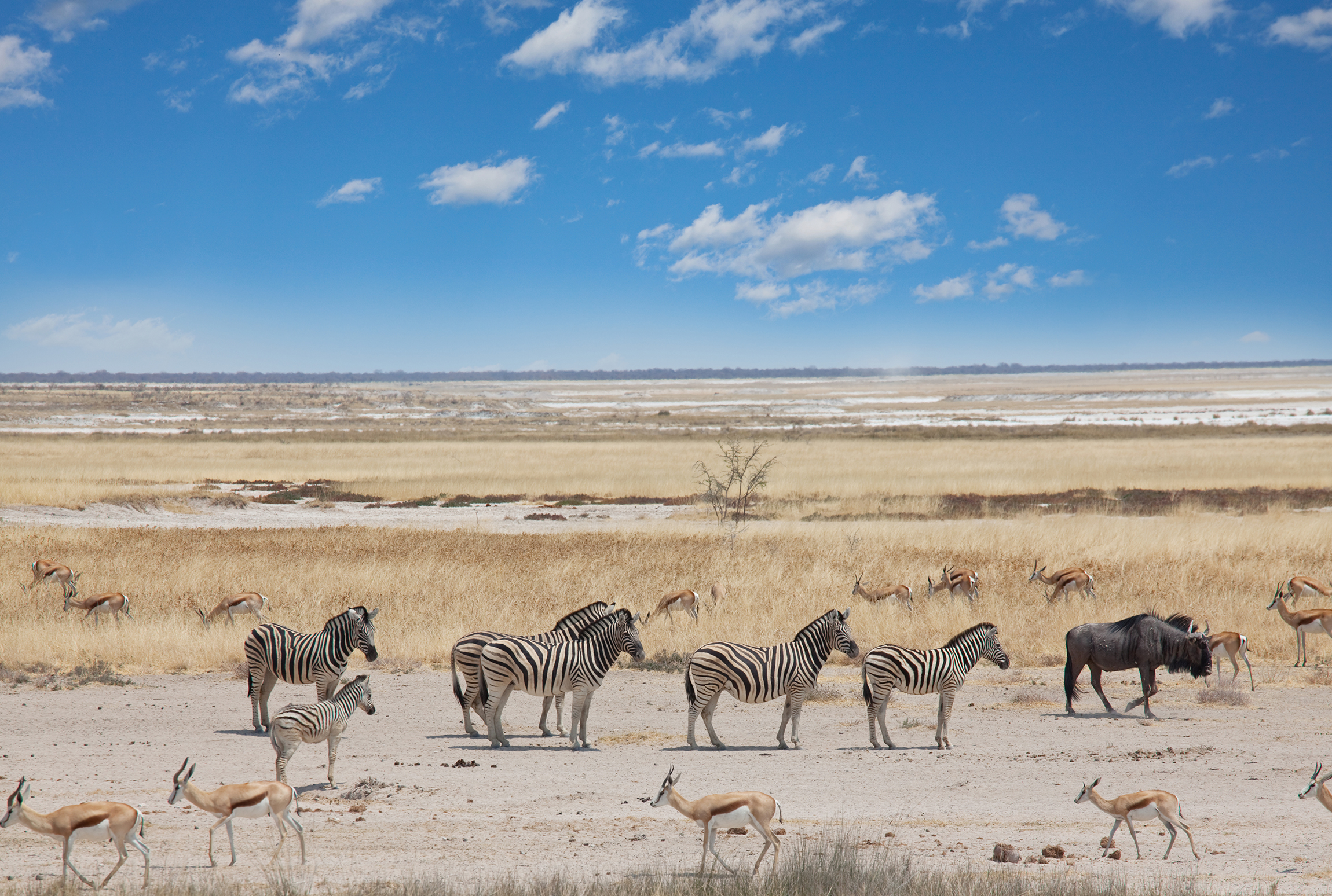 The Pack Makgadikgadi Pan zebra and springbok