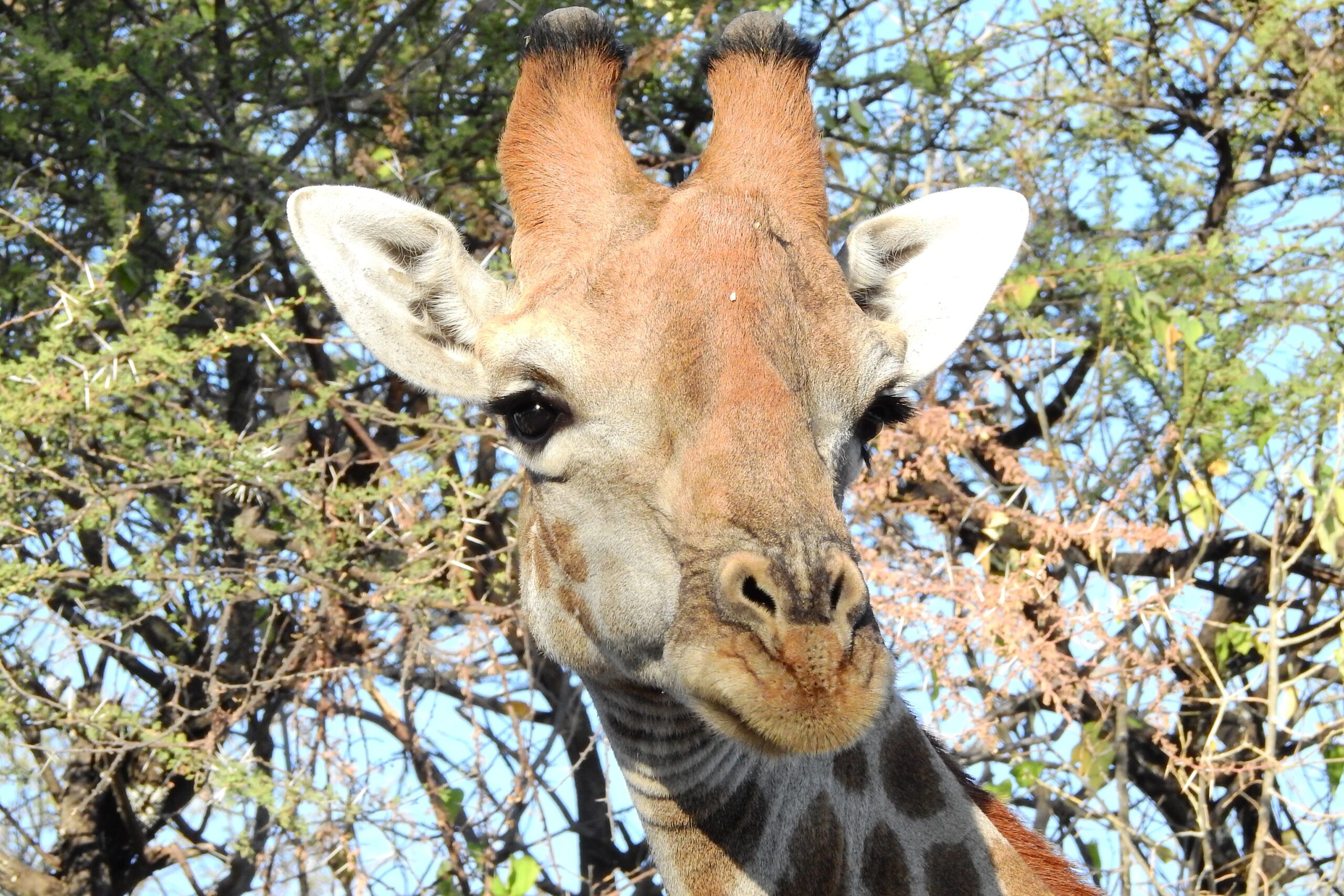 The Pack Giraffe head