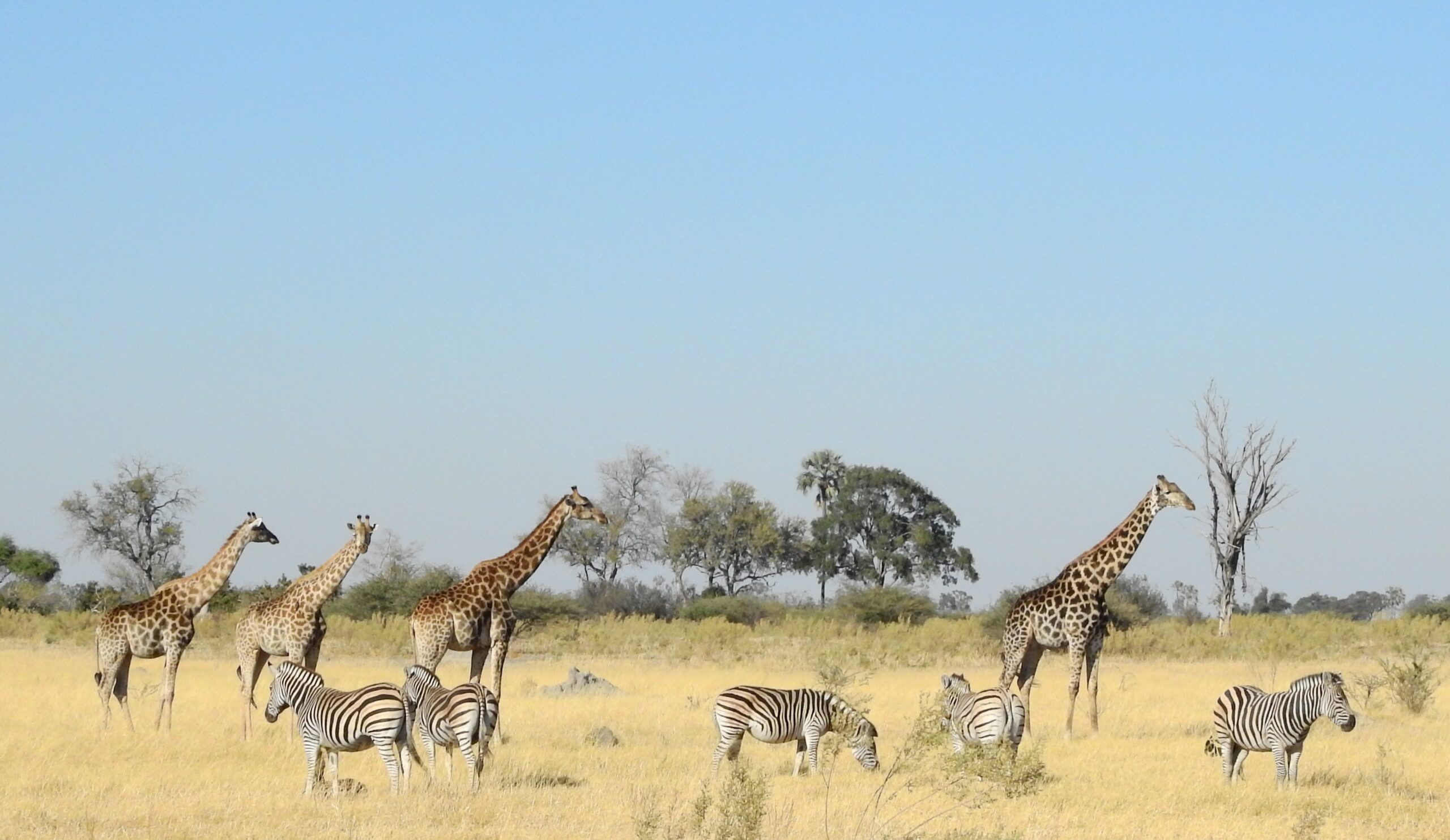 The Pack Giraffe in landscape