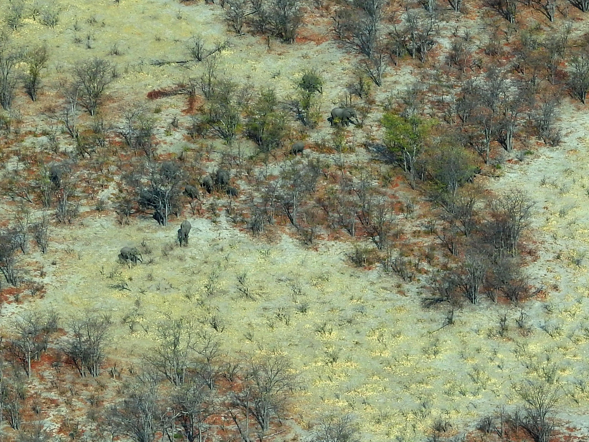 The Pack Dry mopane stand with elephants