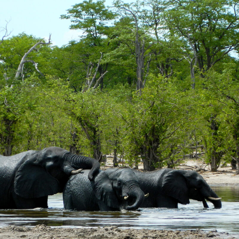 The Pack Elephants with cropped and tall mopane trees