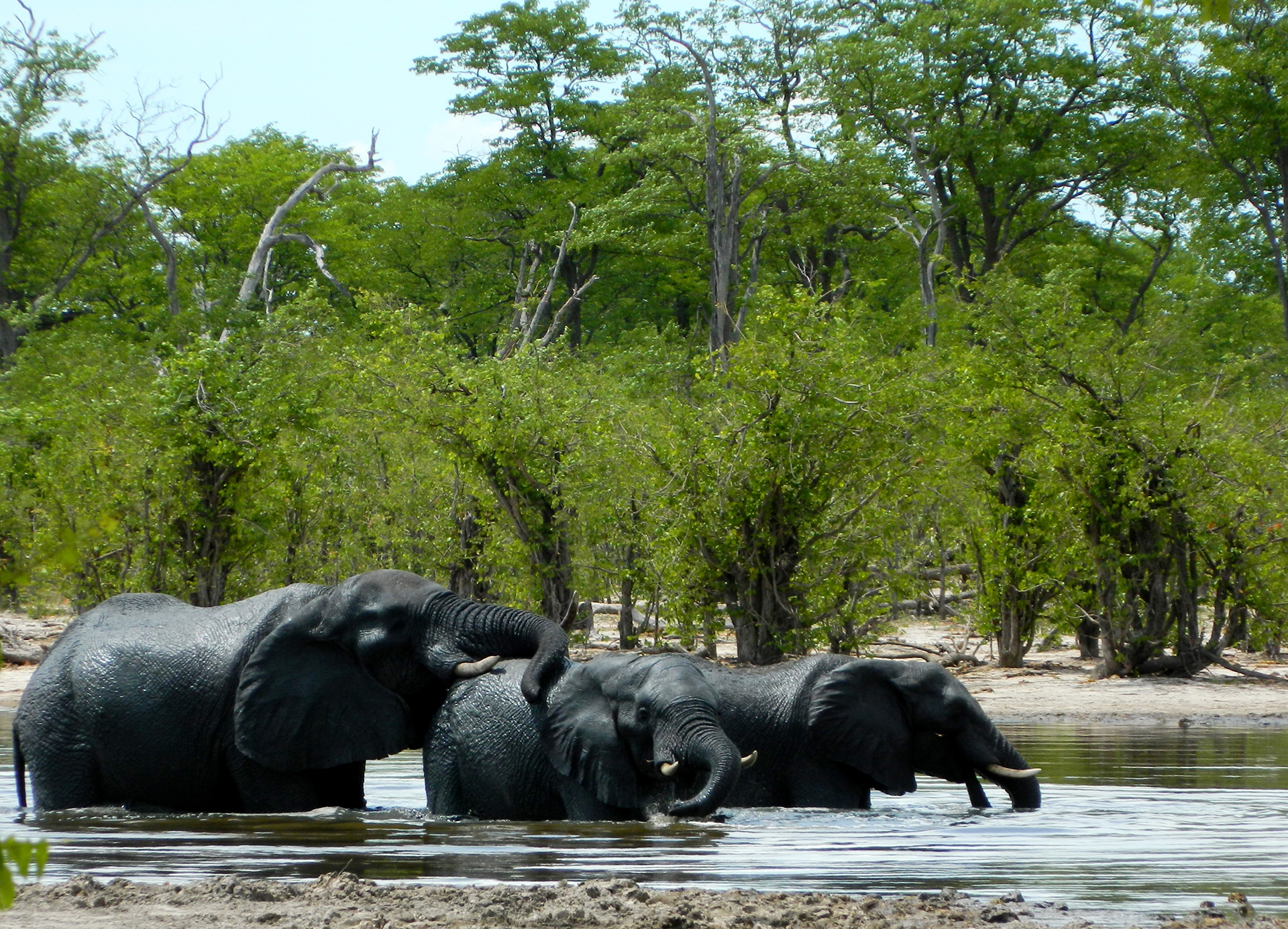 Interconnections – elephants and mopane