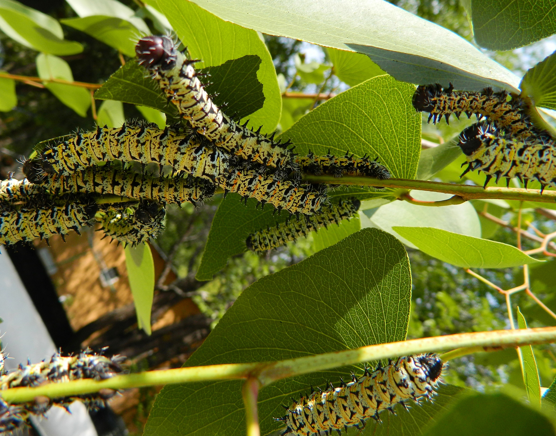 The Pack Mopane worms